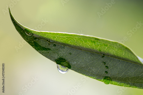 Water Drops on Green Leaf