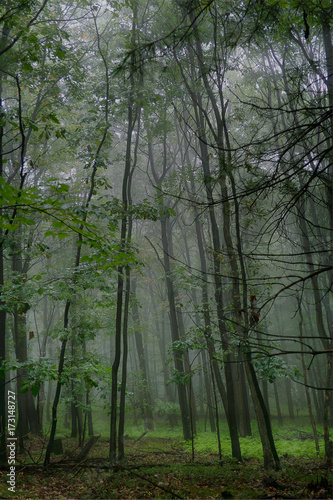 Foggy Forest in the Spring