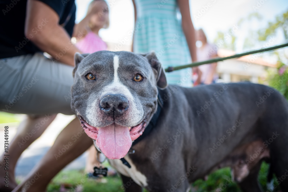 Pit bull dog smiles at the camera with people out of focus behind him.