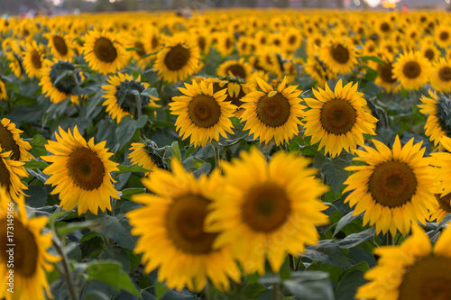 Fototapeta Naklejka Na Ścianę i Meble -  Bright Yellow Sunflower in Field