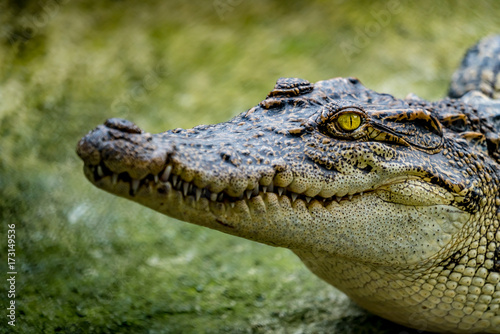 Crocodile in the zoo