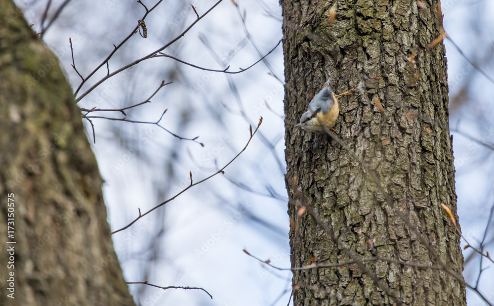 Fototapeta premium Ptak kowalik