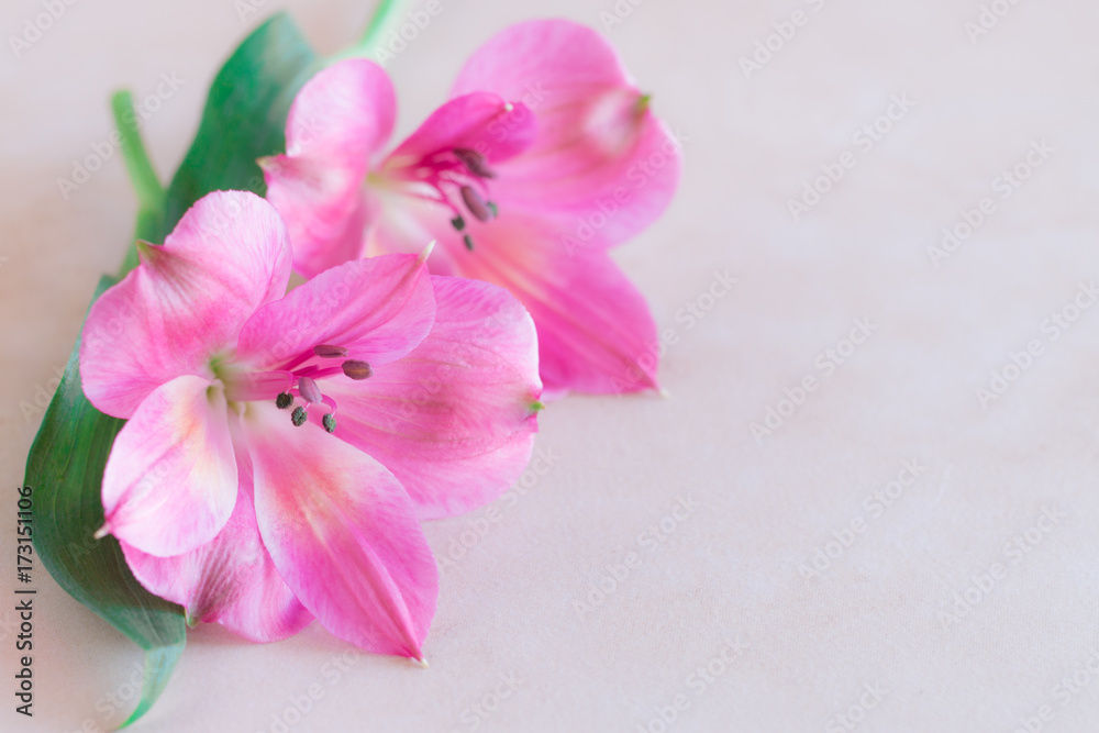 Alstroemeria flowers on cream color background. Peruvian lily or Lily of the Incas Alstroemeria flowers on cream color background. Peruvian lily or Lily of the Incas