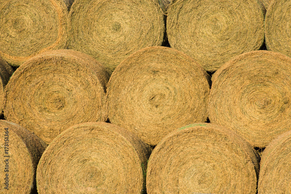 Close Up of large, round, golden hay bales photographed from the front at eye level. Close Up of large, round, golden hay bales photographed from the front at eye level.