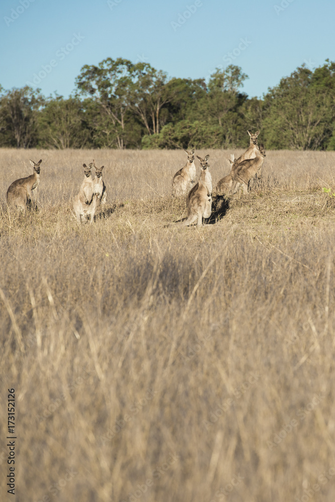 Naklejka premium Kangaroos in the countryside