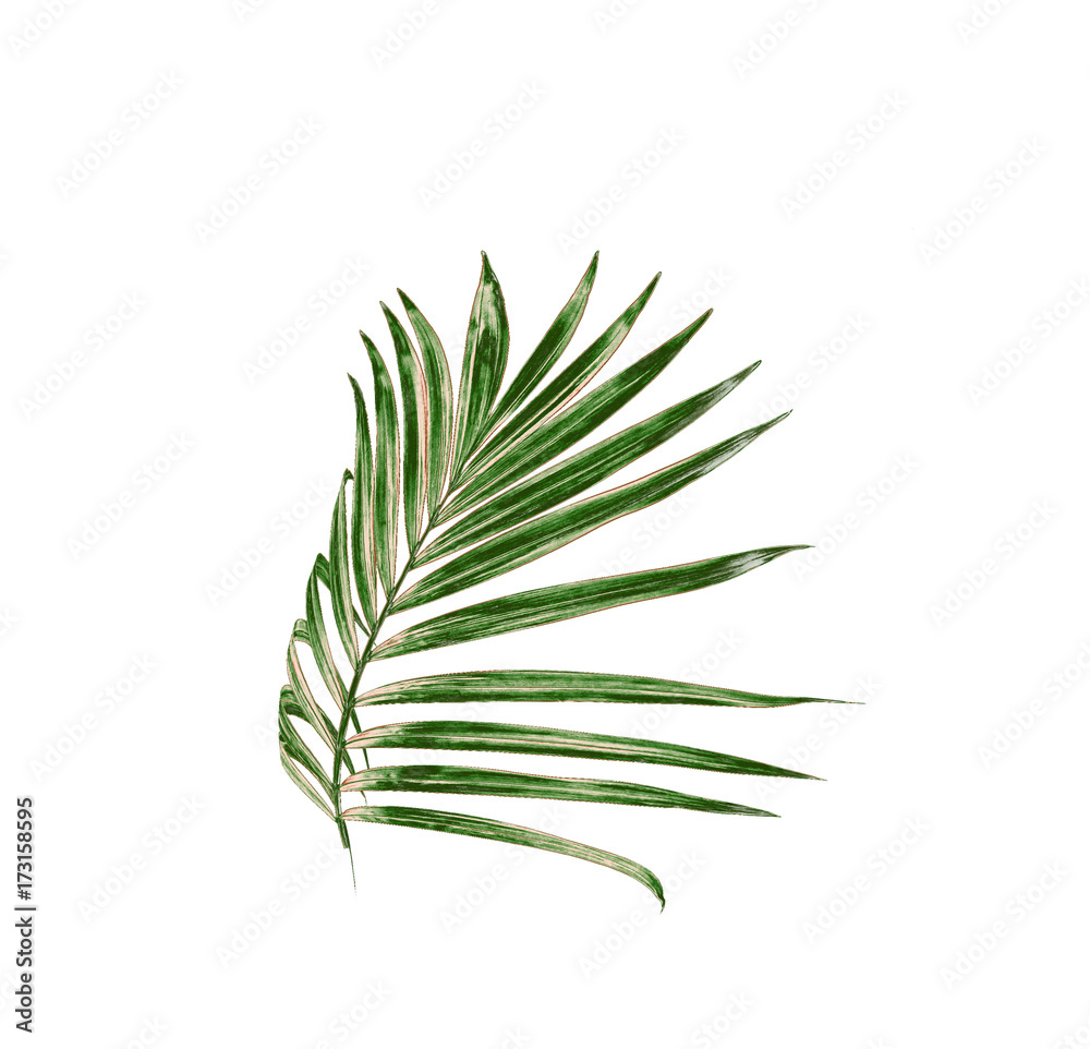 Fototapeta premium Green leaf of palm tree isolated on white background