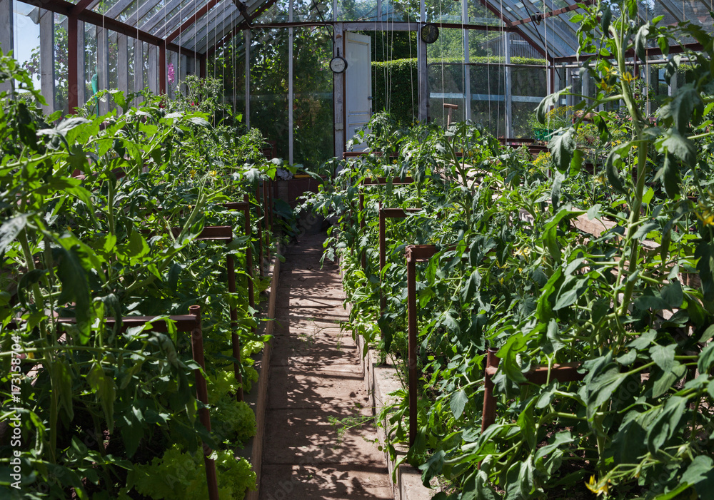 Natural garden greenhouse.