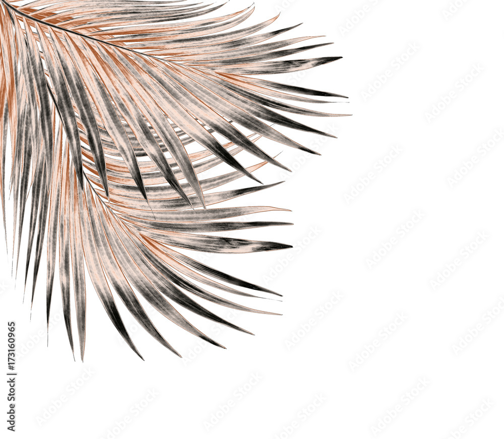 Fototapeta premium leaf of palm tree isolated on white background