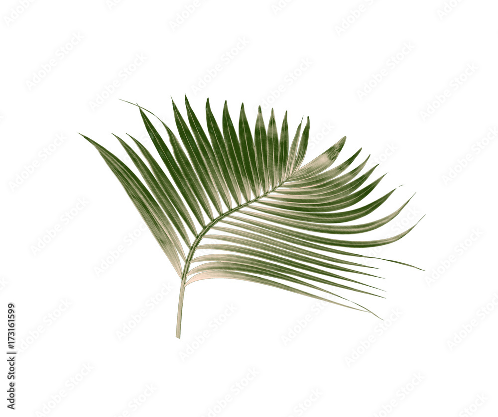 Fototapeta premium green leaves of palm tree isolated on white background