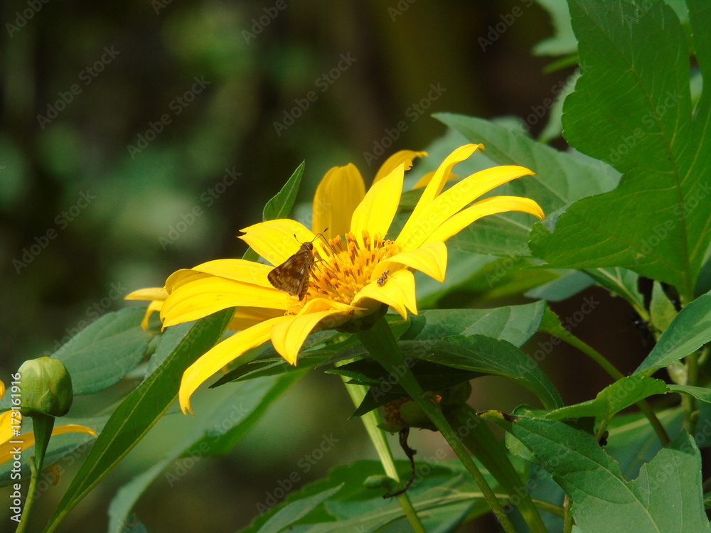 Fototapeta premium Flor amarilla 