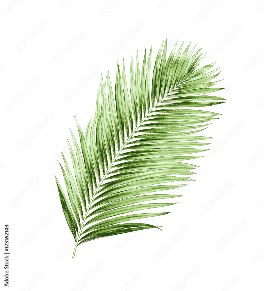 green leaves of palm tree isolated on white background green leaves of palm tree isolated on white background
