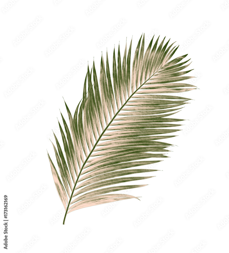 Fototapeta premium green leaves of palm tree isolated on white background