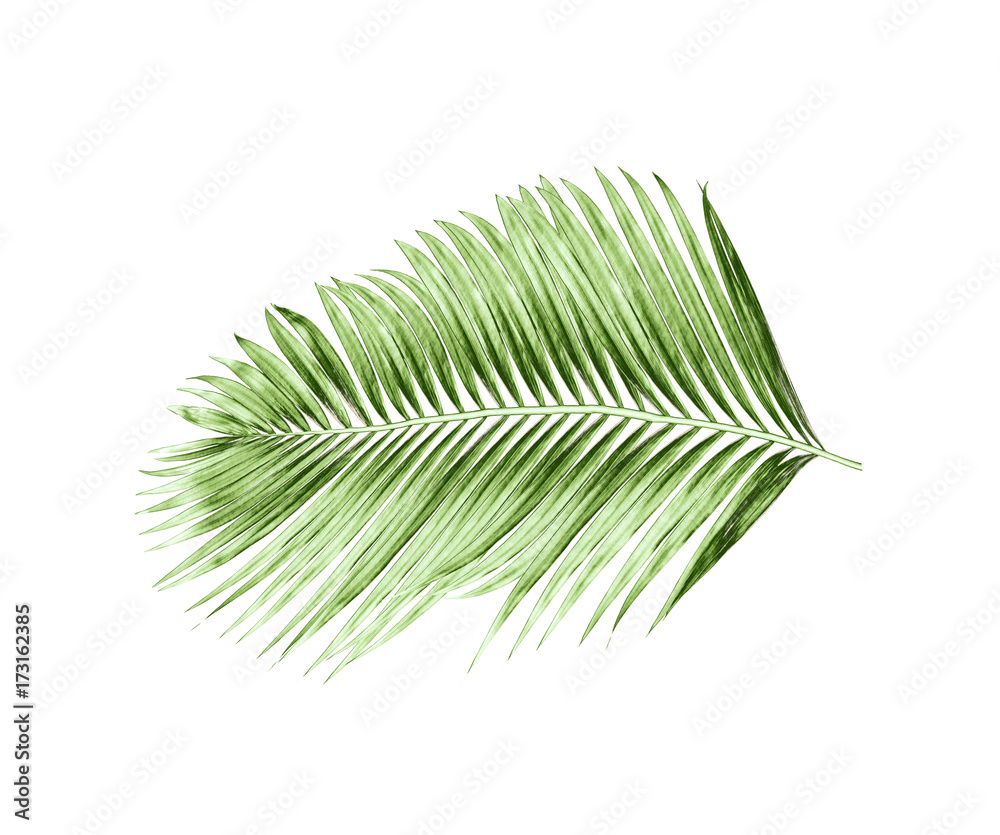 green leaves of palm tree isolated on white background green leaves of palm tree isolated on white background
