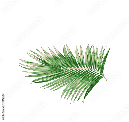 green leaves of palm tree isolated on white background