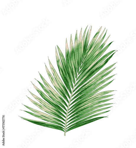 green leaves of palm tree isolated on white background