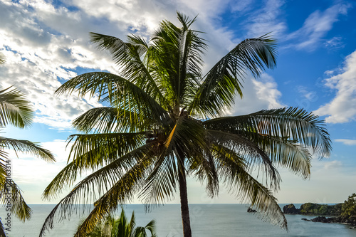 Coconut Trees off the Cliff at Cabo De Rama Beach, South Goa, India