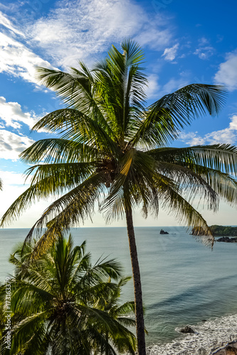 Coconut Trees off the Cliff at Cabo De Rama Beach, South Goa, India © Vikram