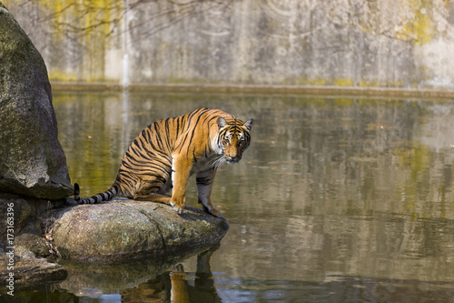 Fototapeta Naklejka Na Ścianę i Meble -  Tiger 
