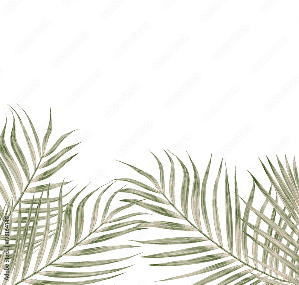 Fototapeta premium Green leaves of palm tree isolated on white background