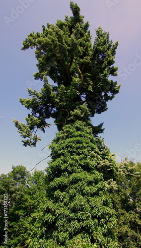 Piękne, wysokie, obrośnięte pnączem drzewo w zamkowych ogrodach na zamku Grodziec na Dolnym Śląsku