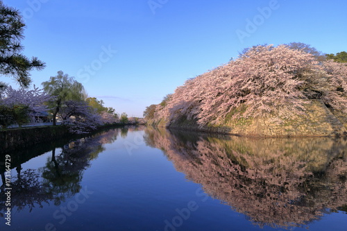 お堀と桜