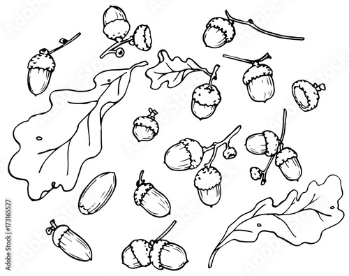 autumn acorns  black and white Botanical drawing