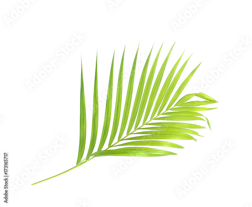 Fototapeta Naklejka Na Ścianę i Meble -  green palm leaf isolate on white background