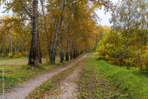 A path in the park among the trees covered with autumn foliage