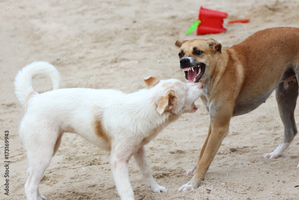 Barking enraged angry dog outdoors. The dog looks aggressive, dangerous and may be infected by rabies.Rabies concept. Barking enraged angry dog outdoors. The dog looks aggressive, dangerous and may be infected by rabies.Rabies concept.