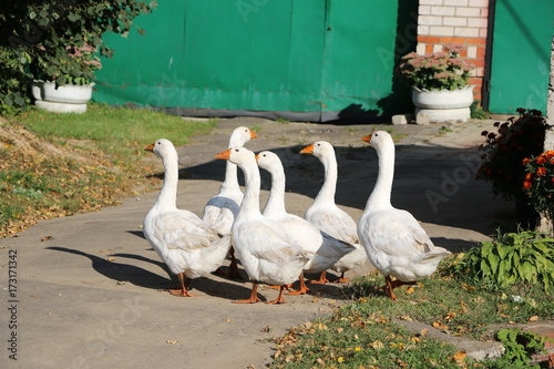 a flock of white geese walking along a village street photo