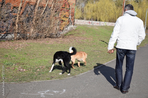 мужчина выгуливает собак в парке