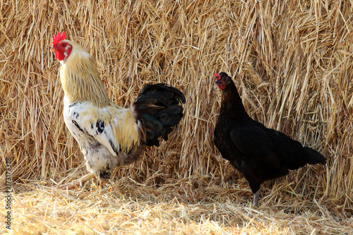 Rooster and Chicken on a Hayloft