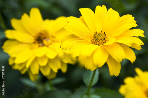 Heliopsis helianthoides yellow high garden ornamental flowers in bloom