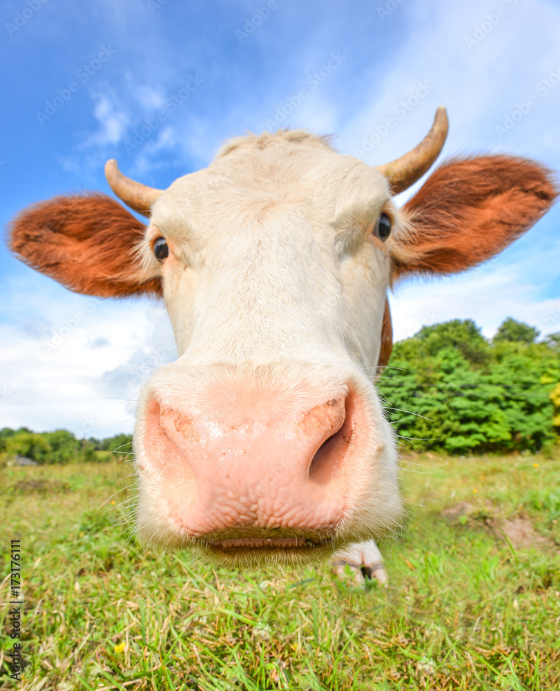 Very funny cow with big muzzle staring straight into camera. Farm animals.  Funny cute red and white spotted cow on the field with bright green grass.  Stock Photo | Adobe Stock
