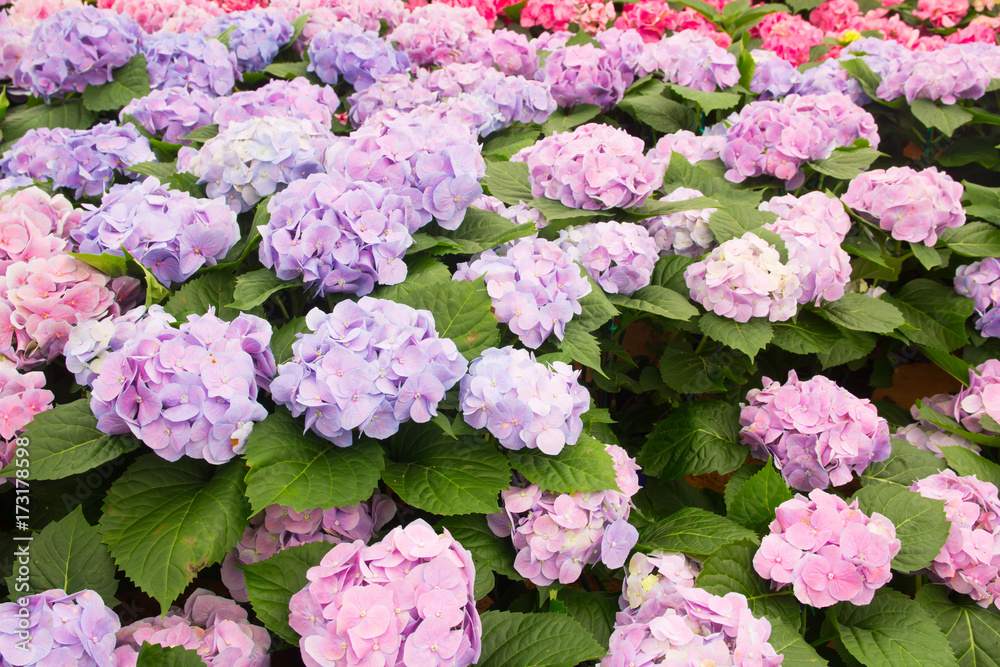 Hydrangea flower background.(Hortensia flower) Hydrangea flower background.(Hortensia flower)