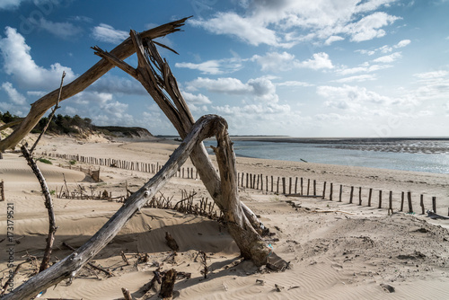 Fototapeta Naklejka Na Ścianę i Meble -  Des arbres morts partiellement ensevelis dans la dune de sable ont été cassés par le vent pendant une tempête
