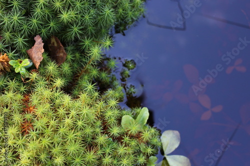 Grass, leaves and moss under water in swamp
