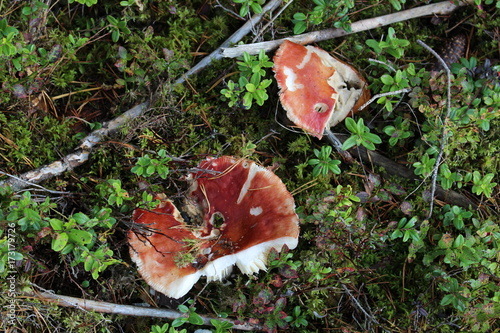Russet mushrooms in forest