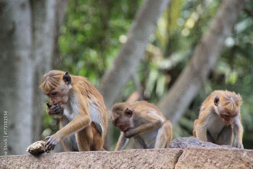 Naklejka premium Sri Lanka