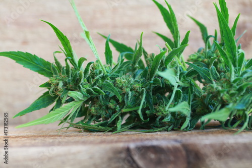 cannabis and hemp oil