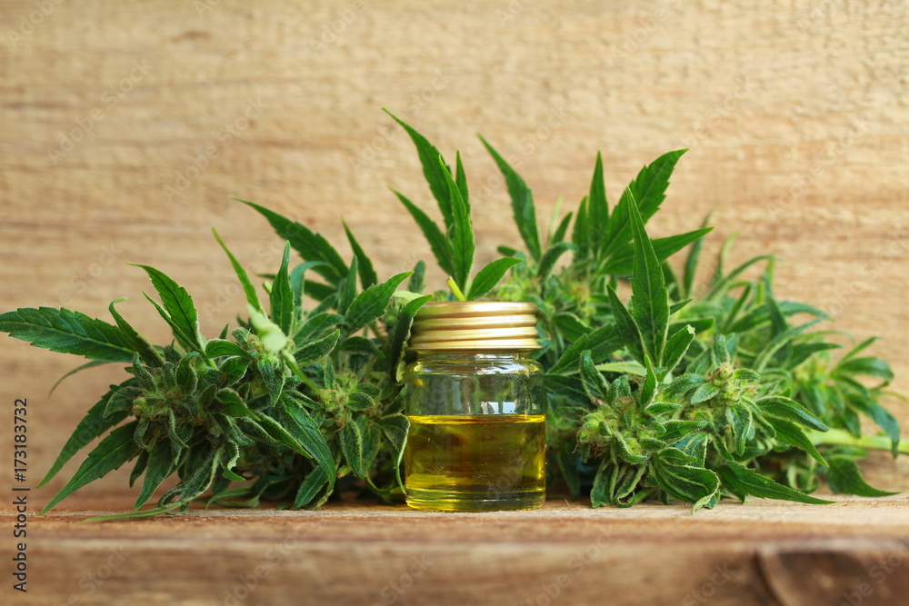 cannabis oil and hemp cannabis oil and hemp