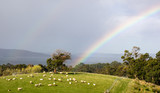 The sheep and the rainbow