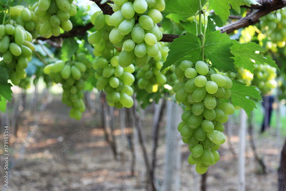 wine grapes on cordon at wine yard before harvest ,selective focus with blur background. wine grapes on cordon at wine yard before harvest ,selective focus with blur background.