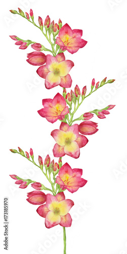 Watercolor illustration of a red freesia, bouquet, branch with buds. 