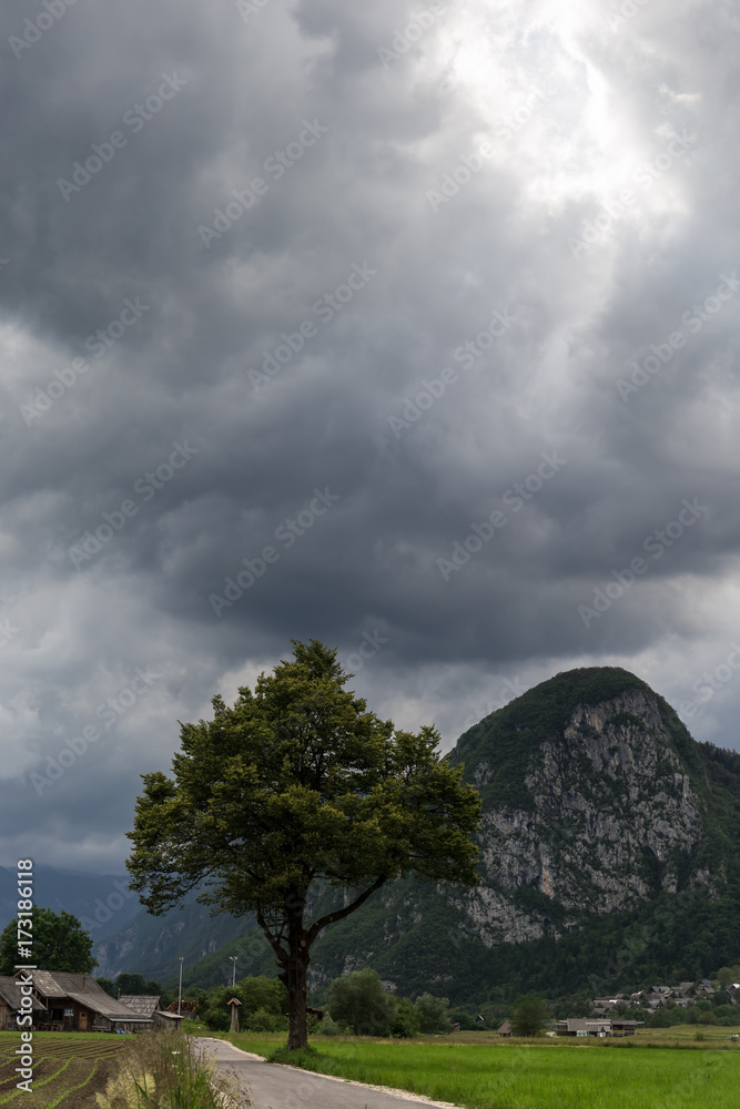 Obraz premium Lonely tree growing on the side of the countryside road old farming buildings on the background mountain view Slovenija 