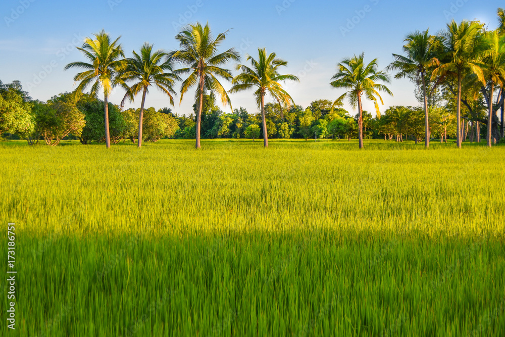 Green rice field landscape in September In south east asia Green rice field landscape in September In south east asia