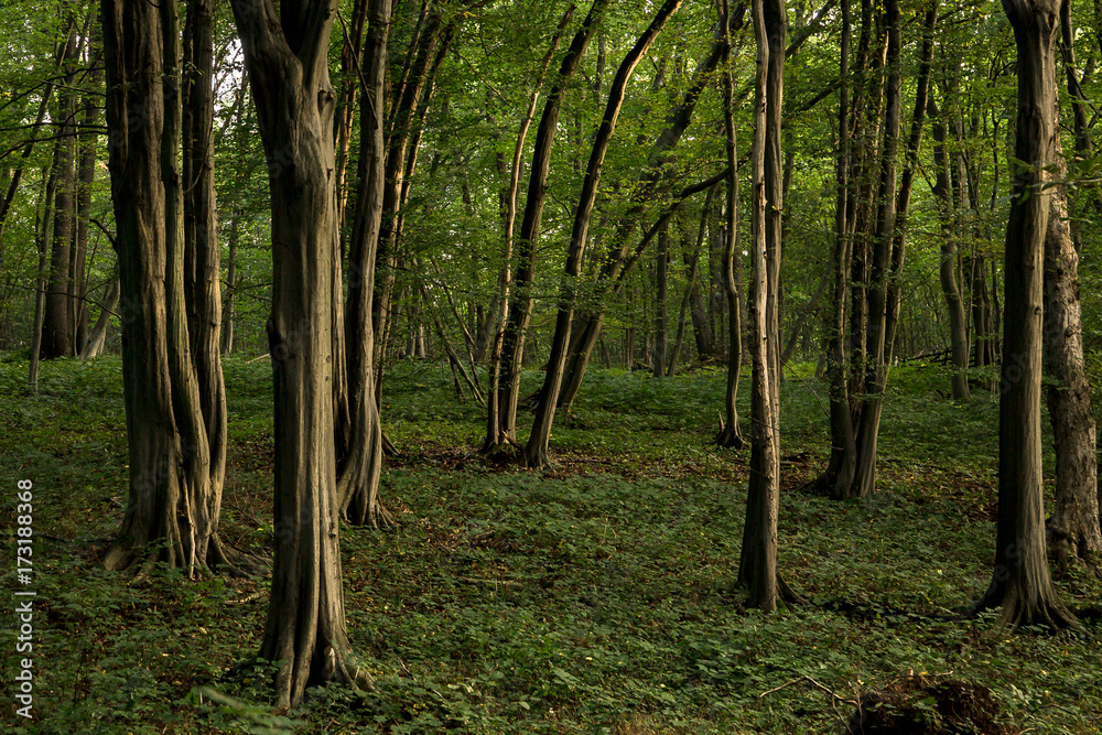 Buchenwald im Herbst