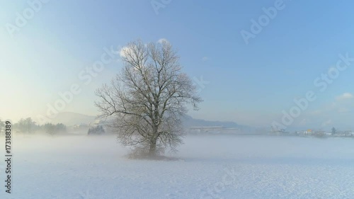 AERIAL TIME WARP Flying around bare frozen tree on magical misty morning in winter. Stunning foggy landscape, icy tree on snowy fields at golden sunrise.  Beautiful winter scenery in countryside town