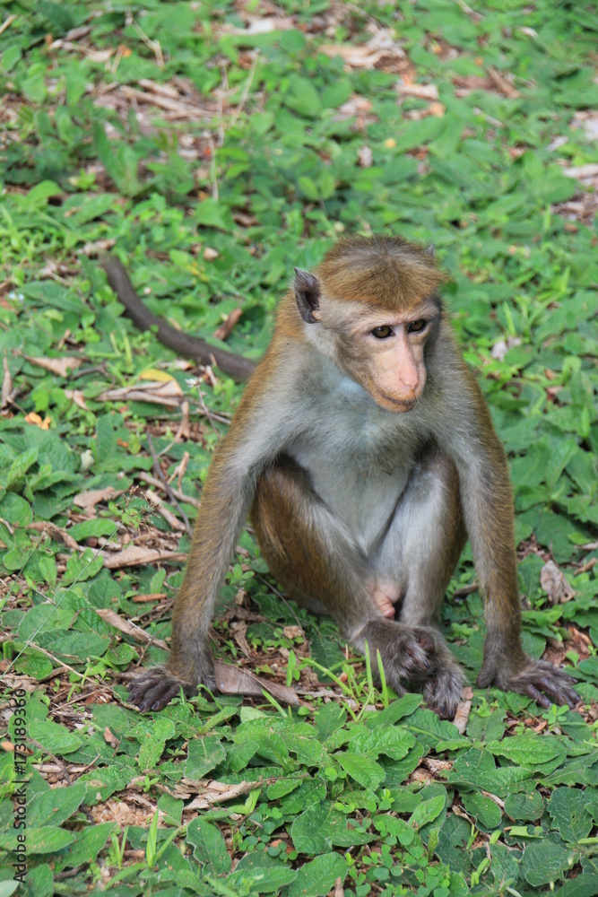 Sri Lanka Sri Lanka