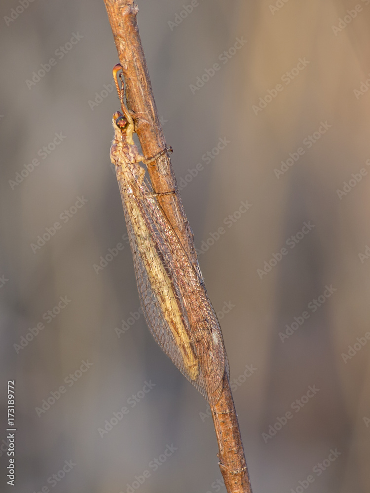 Ant lion on imago in natural space (Myrmeleon formicarius) Ant lion on imago in natural space (Myrmeleon formicarius)